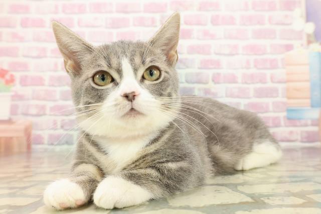 東京都のマンチカン (Coo&RIKU自由が丘店/2025年9月27日生まれ/女の子/ブルータビーホワイト)の子猫の2枚目の画像