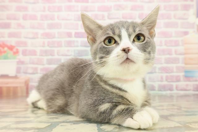 東京都のマンチカン (Coo&RIKU自由が丘店/2025年9月27日生まれ/女の子/ブルータビーホワイト)の子猫の3枚目の画像