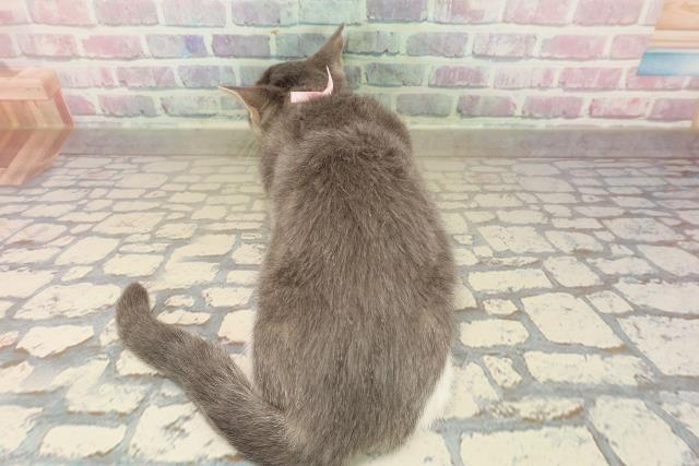 東京都のマンチカン (Coo&RIKU自由が丘店/2025年9月27日生まれ/女の子/ブルータビーホワイト)の子猫の4枚目の画像