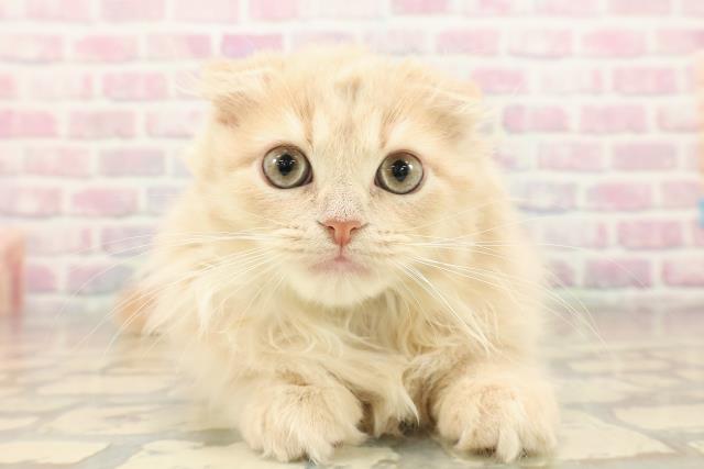 東京都のスコティッシュフォールド (Coo&RIKU赤坂店/2025年9月27日生まれ/男の子/クリームタビー)の子猫の1枚目の画像