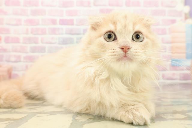 東京都のスコティッシュフォールド (Coo&RIKU赤坂店/2025年9月27日生まれ/男の子/クリームタビー)の子猫の3枚目の画像