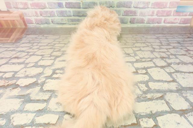 東京都のスコティッシュフォールド (Coo&RIKU赤坂店/2025年9月27日生まれ/男の子/クリームタビー)の子猫の4枚目の画像