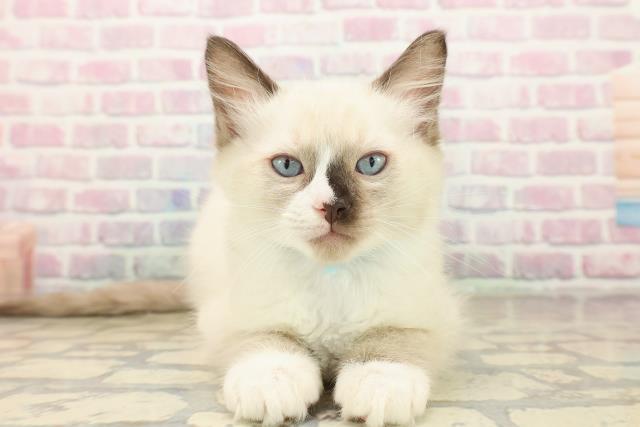 東京都のラグドール (Coo&RIKUフレスポ住吉店/2025年9月28日生まれ/男の子/シールポイントミテッド)の子猫の1枚目の画像
