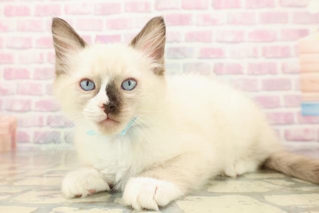 東京都のラグドール (Coo&RIKUフレスポ住吉店/2025年9月28日生まれ/男の子/シールポイントミテッド)の子猫の2枚目の画像