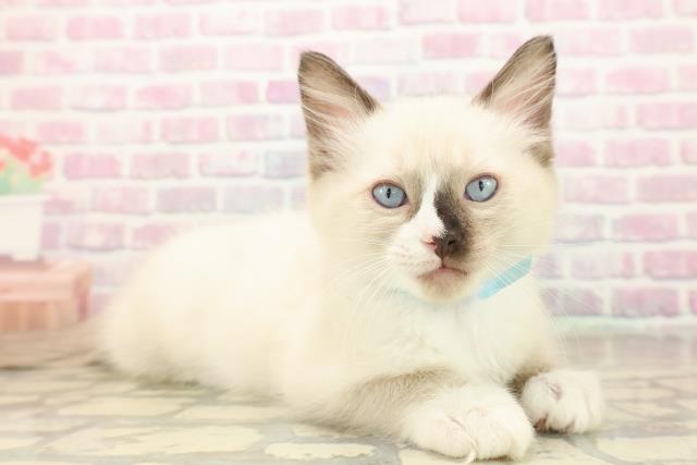 東京都のラグドール (Coo&RIKUフレスポ住吉店/2025年9月28日生まれ/男の子/シールポイントミテッド)の子猫の3枚目の画像