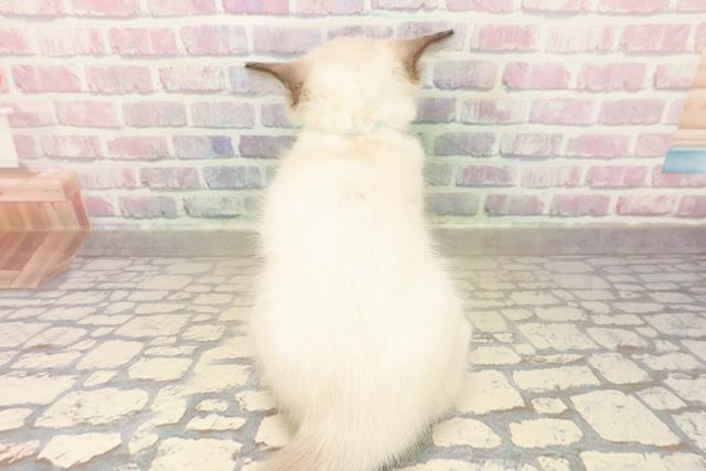 東京都のラグドール (Coo&RIKUフレスポ住吉店/2025年9月28日生まれ/男の子/シールポイントミテッド)の子猫の4枚目の画像