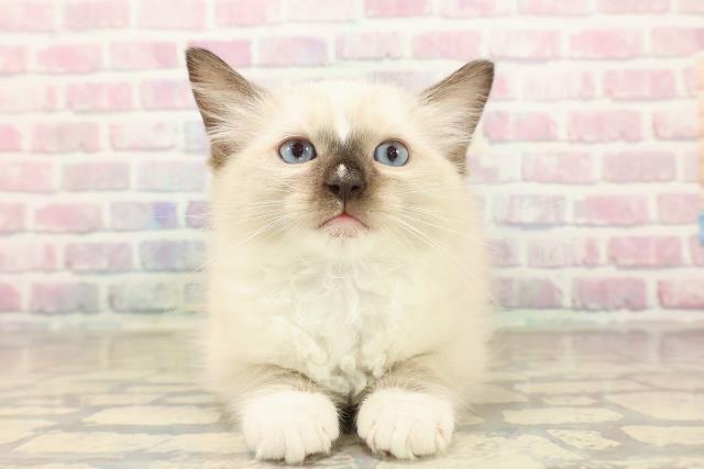 東京都のラグドール (Coo&RIKU大久保店/2025年9月28日生まれ/男の子/シールポイントミテッド)の子猫の1枚目の画像