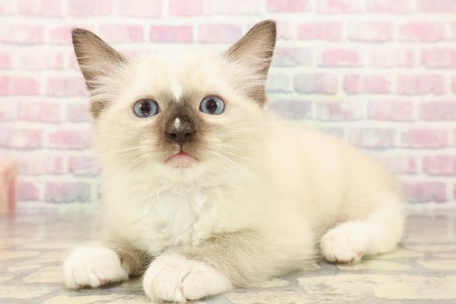 東京都のラグドール (Coo&RIKU大久保店/2025年9月28日生まれ/男の子/シールポイントミテッド)の子猫の2枚目の画像