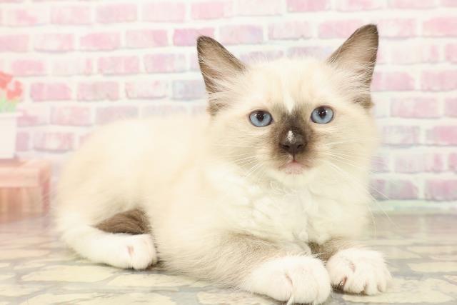 東京都のラグドール (Coo&RIKU大久保店/2025年9月28日生まれ/男の子/シールポイントミテッド)の子猫の3枚目の画像