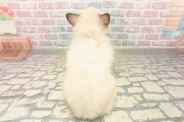 東京都のラグドール (Coo&RIKU大久保店/2025年9月28日生まれ/男の子/シールポイントミテッド)の子猫の4枚目の画像