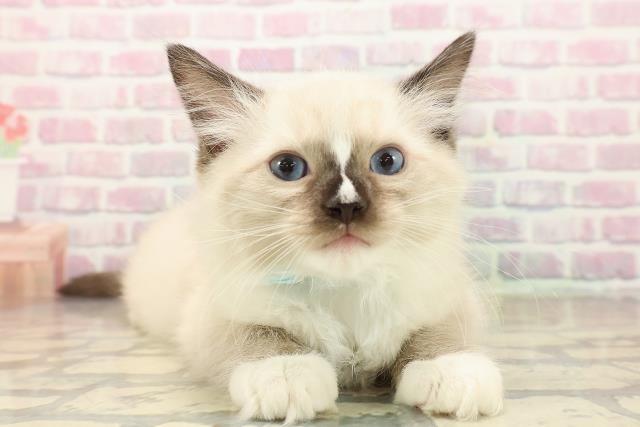 東京都のラグドール (Coo&RIKU新小岩店/2025年9月28日生まれ/男の子/シールポイントミテッド)の子猫