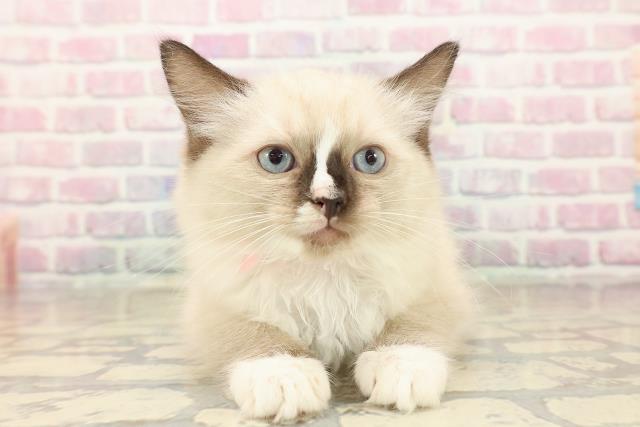 東京都のラグドール (Coo&RIKU高円寺店/2025年9月28日生まれ/女の子/シールポイントミテッド)の子猫の1枚目の画像