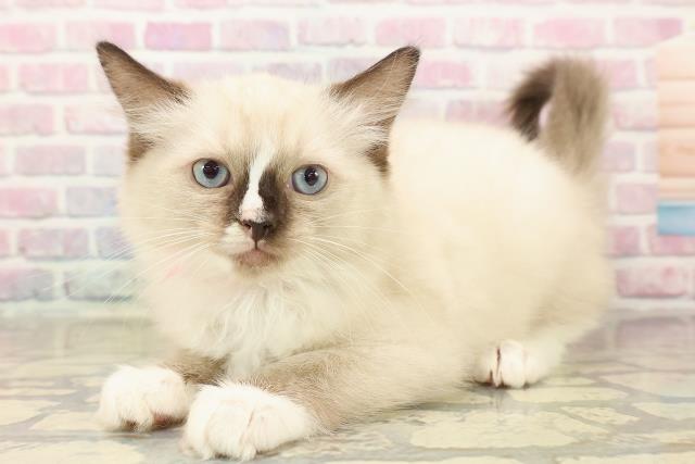 東京都のラグドール (Coo&RIKU高円寺店/2025年9月28日生まれ/女の子/シールポイントミテッド)の子猫の2枚目の画像