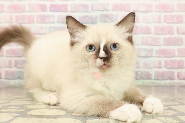 東京都のラグドール (Coo&RIKU高円寺店/2025年9月28日生まれ/女の子/シールポイントミテッド)の子猫の3枚目の画像