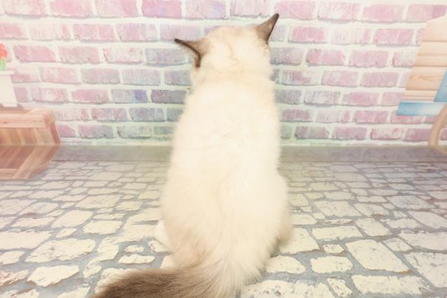 東京都のラグドール (Coo&RIKU高円寺店/2025年9月28日生まれ/女の子/シールポイントミテッド)の子猫の4枚目の画像