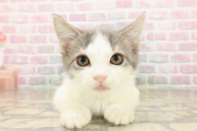 東京都のブリティッシュショートヘアー (Coo&RIKU浅草店/2025年9月29日生まれ/男の子/ブルータビーホワイト)の子猫の1枚目の画像
