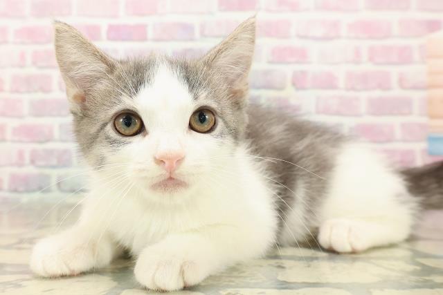 東京都のブリティッシュショートヘアー (Coo&RIKU浅草店/2025年9月29日生まれ/男の子/ブルータビーホワイト)の子猫の2枚目の画像