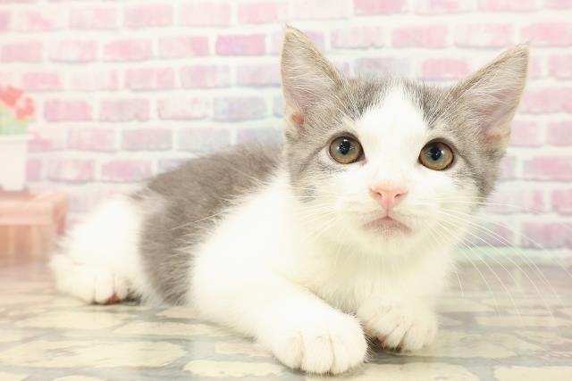 東京都のブリティッシュショートヘアー (Coo&RIKU浅草店/2025年9月29日生まれ/男の子/ブルータビーホワイト)の子猫の3枚目の画像