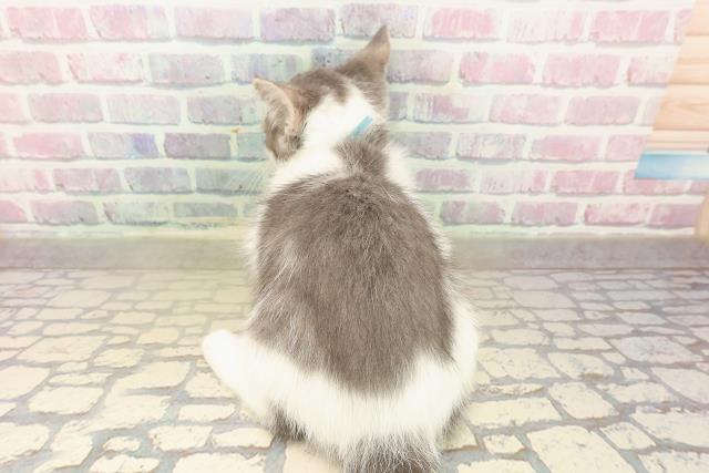 東京都のブリティッシュショートヘアー (Coo&RIKU浅草店/2025年9月29日生まれ/男の子/ブルータビーホワイト)の子猫の4枚目の画像