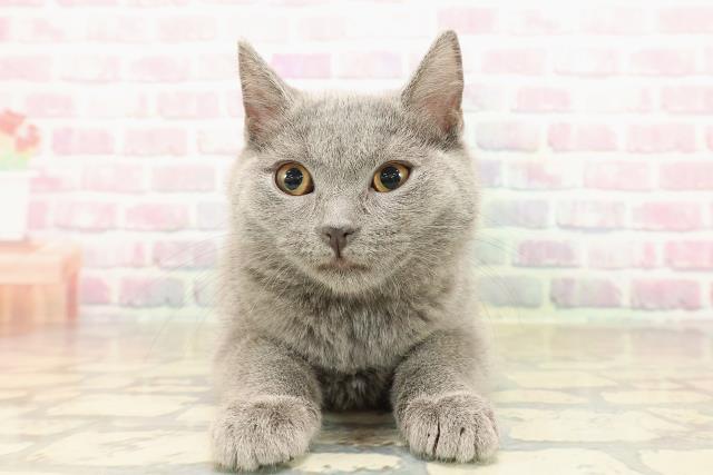 東京都のシャルトリュー (Coo&RIKU武蔵小山店/2025年9月26日生まれ/女の子/ブルー)の子猫の1枚目の画像