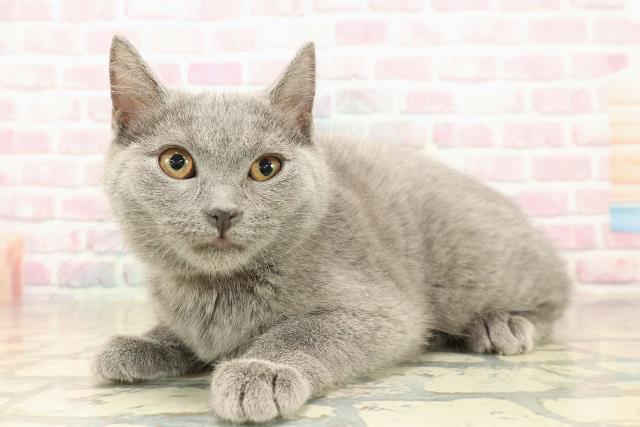 東京都のシャルトリュー (Coo&RIKU武蔵小山店/2025年9月26日生まれ/女の子/ブルー)の子猫の2枚目の画像