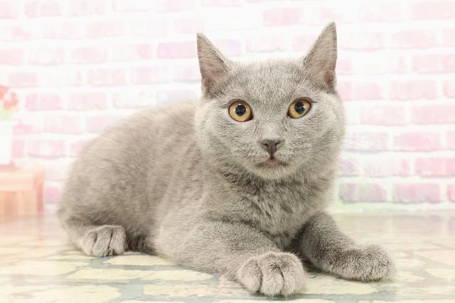 東京都のシャルトリュー (Coo&RIKU武蔵小山店/2025年9月26日生まれ/女の子/ブルー)の子猫の3枚目の画像