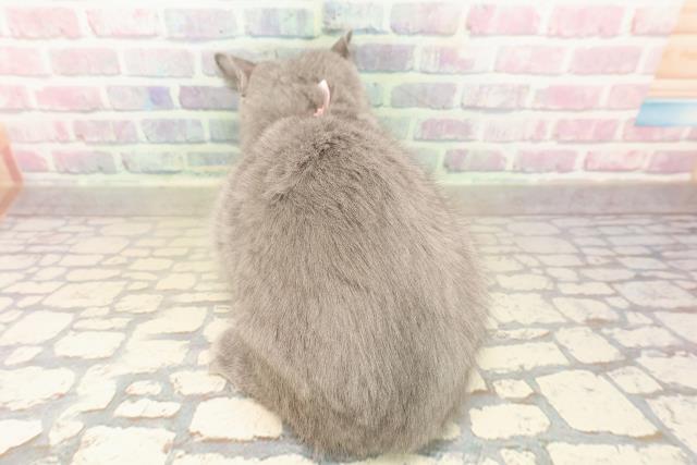 東京都のシャルトリュー (Coo&RIKU武蔵小山店/2025年9月26日生まれ/女の子/ブルー)の子猫の4枚目の画像