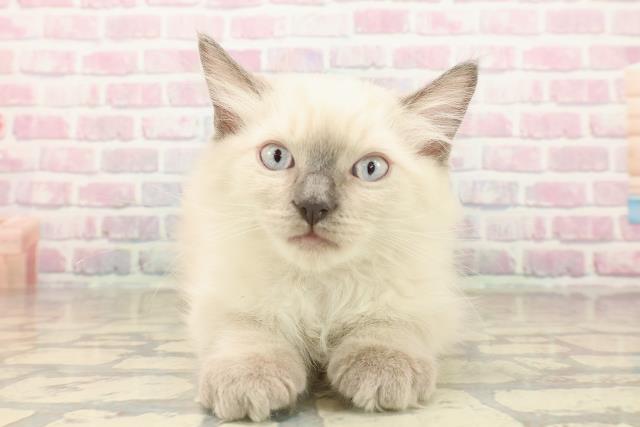 東京都のラグドール (Coo&RIKU阿佐ヶ谷店/2025年9月23日生まれ/男の子/ブルーポイント)の子猫の1枚目の画像