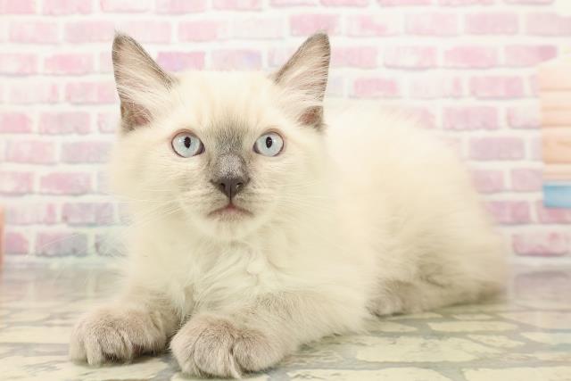 東京都のラグドール (Coo&RIKU阿佐ヶ谷店/2025年9月23日生まれ/男の子/ブルーポイント)の子猫の2枚目の画像