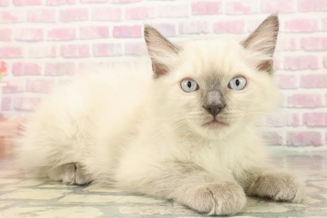 東京都のラグドール (Coo&RIKU阿佐ヶ谷店/2025年9月23日生まれ/男の子/ブルーポイント)の子猫の3枚目の画像