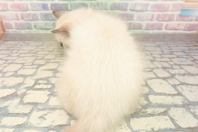 東京都のラグドール (Coo&RIKU阿佐ヶ谷店/2025年9月23日生まれ/男の子/ブルーポイント)の子猫の4枚目の画像