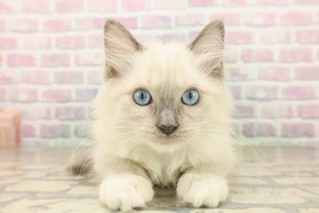 東京都のラグドール (Coo&RIKU吉祥寺店/2025年9月23日生まれ/女の子/ブルーポイントミテッド)の子猫の1枚目の画像