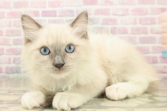 東京都のラグドール (Coo&RIKU吉祥寺店/2025年9月23日生まれ/女の子/ブルーポイントミテッド)の子猫の2枚目の画像