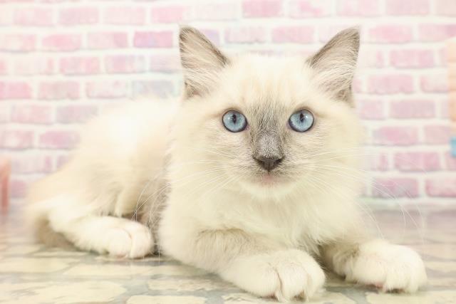 東京都のラグドール (Coo&RIKU吉祥寺店/2025年9月23日生まれ/女の子/ブルーポイントミテッド)の子猫の3枚目の画像