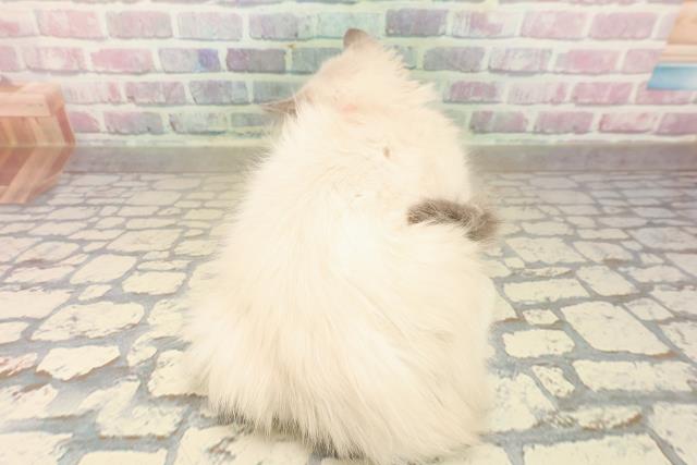 東京都のラグドール (Coo&RIKU吉祥寺店/2025年9月23日生まれ/女の子/ブルーポイントミテッド)の子猫の4枚目の画像