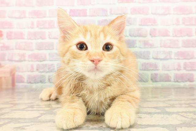 アメリカンショートヘアー