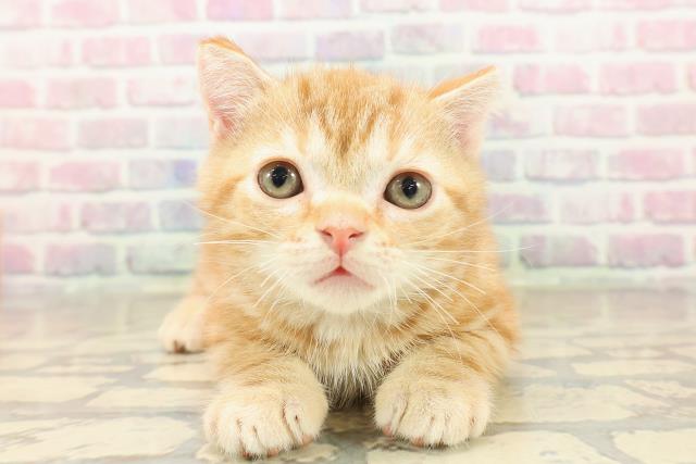 アメリカンショートヘアー