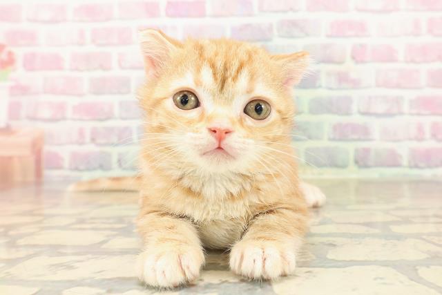 アメリカンショートヘアー