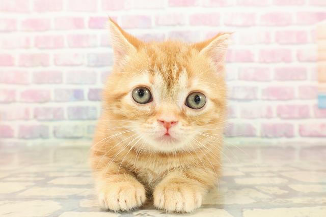 スコティッシュフォールド（立ち耳）