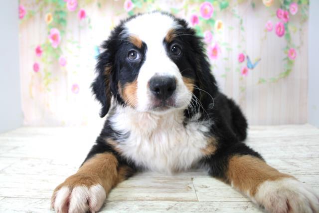 北海道のバーニーズマウンテンドッグ (Coo&RIKU札幌東店/2025年4月30日生まれ/男の子/ブラックラストホワイト)の子犬の1枚目の画像