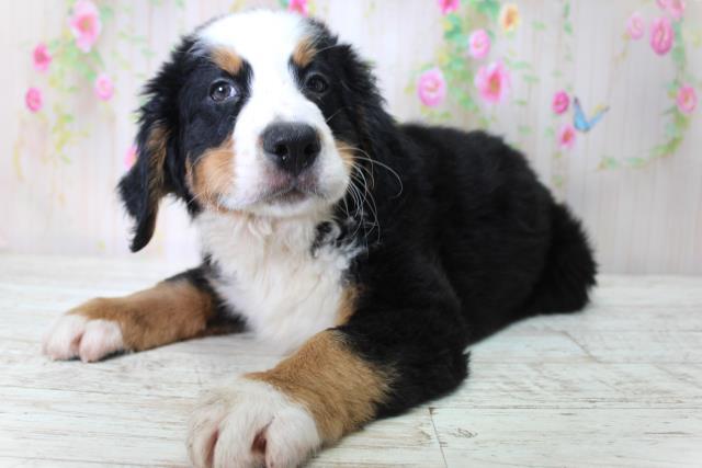 北海道のバーニーズマウンテンドッグ (Coo&RIKU札幌東店/2025年4月30日生まれ/男の子/ブラックラストホワイト)の子犬の2枚目の画像