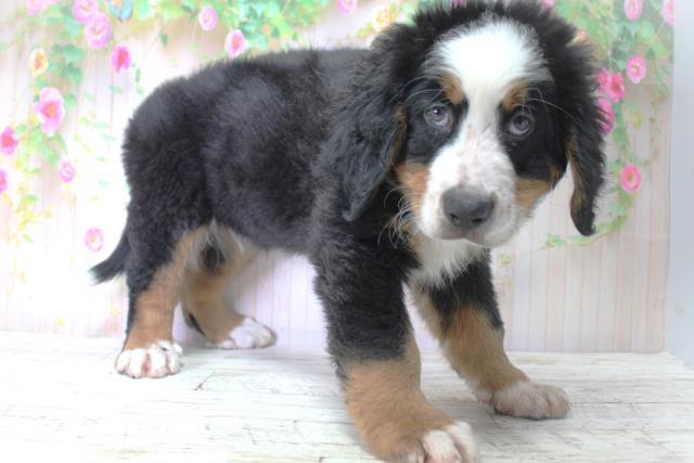 北海道のバーニーズマウンテンドッグ (Coo&RIKU札幌東店/2025年4月30日生まれ/男の子/ブラックラストホワイト)の子犬の3枚目の画像