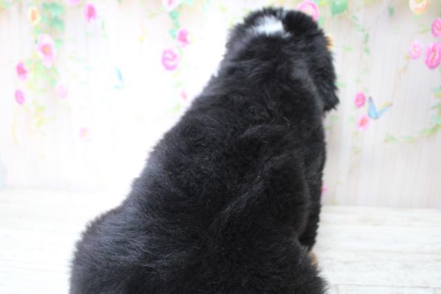 北海道のバーニーズマウンテンドッグ (Coo&RIKU札幌東店/2025年4月30日生まれ/男の子/ブラックラストホワイト)の子犬の4枚目の画像