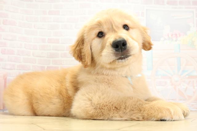 静岡県のゴールデンレトリバー (Coo&RIKU沼津店/2025年9月30日生まれ/男の子/ゴールデン)の子犬の2枚目の画像