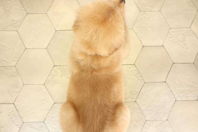 静岡県のゴールデンレトリバー (Coo&RIKU沼津店/2025年9月30日生まれ/男の子/ゴールデン)の子犬の4枚目の画像