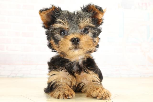 静岡県のヨークシャーテリア (Coo&RIKU静岡SBS通り店/2025年9月30日生まれ/女の子/スチールブルータン)の子犬の1枚目の画像