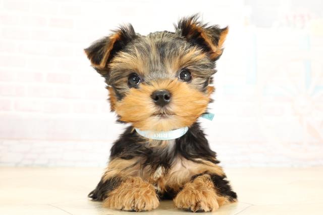 静岡県のヨークシャーテリア (Coo&RIKU藤枝店/2025年9月30日生まれ/男の子/スチールブルータン)の子犬の1枚目の画像