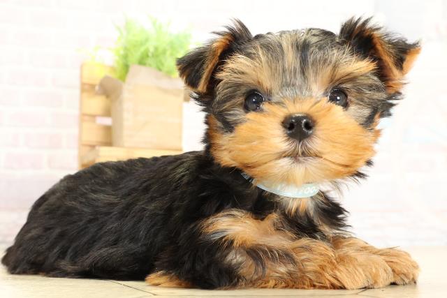 静岡県のヨークシャーテリア (Coo&RIKU藤枝店/2025年9月30日生まれ/男の子/スチールブルータン)の子犬の2枚目の画像