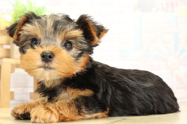 静岡県のヨークシャーテリア (Coo&RIKU藤枝店/2025年9月30日生まれ/男の子/スチールブルータン)の子犬の3枚目の画像