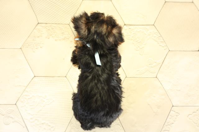 静岡県のヨークシャーテリア (Coo&RIKU藤枝店/2025年9月30日生まれ/男の子/スチールブルータン)の子犬の4枚目の画像